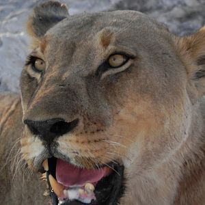 Lion Etosha Namibia