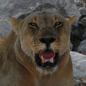 Lion Etosha Namibia