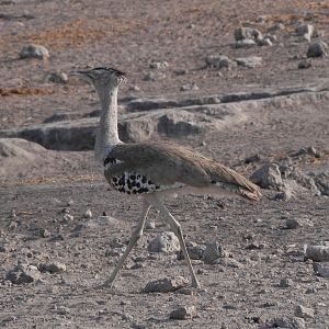 Kori Bustard Namibia