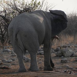 Elephant Etosha Namibia