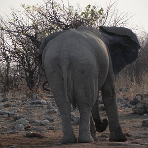 Elephant Etosha Namibia