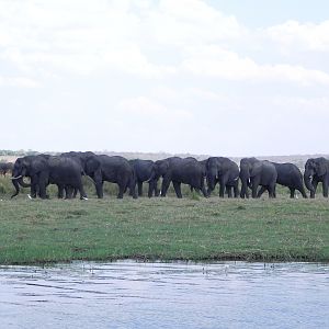 Elephant Caprivi Namibia