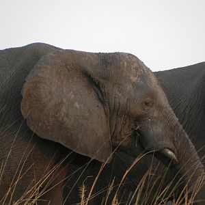 Elephant Caprivi Namibia