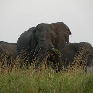 Elephant Caprivi Namibia