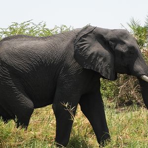 Elephant Caprivi Namibia