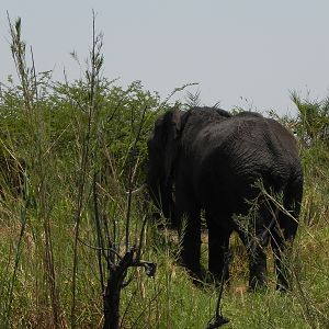 Elephant Caprivi Namibia