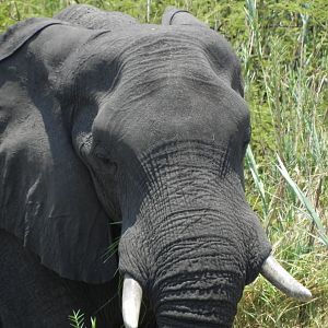 Elephant Caprivi Namibia