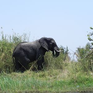 Elephant Caprivi Namibia