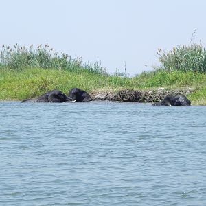 Elephant Caprivi Namibia