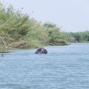 Elephant Caprivi Namibia