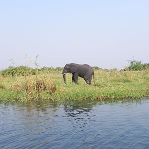 Elephant Caprivi Namibia