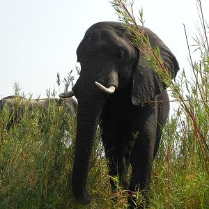 Elephant Caprivi Namibia