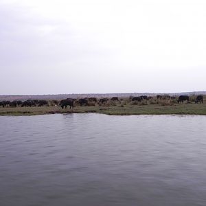 Buffalo Caprivi Namibia