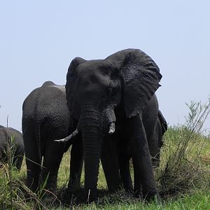 Elephant Caprivi Namibia