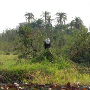 Fishing Eagle Caprivi Namibia