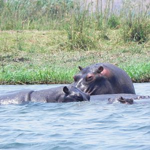 Hippo Caprivi Namibia