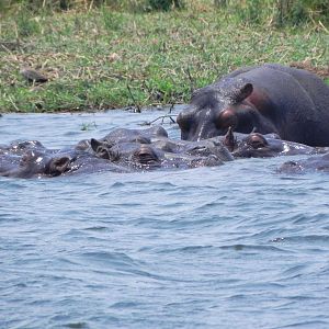 Hippo Caprivi Namibia