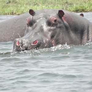 Hippo Caprivi Namibia