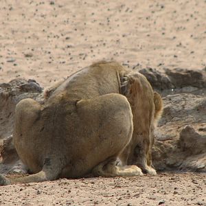 Lion Namibia