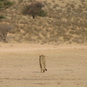 Lion Namibia