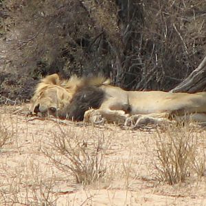 Lion Namibia