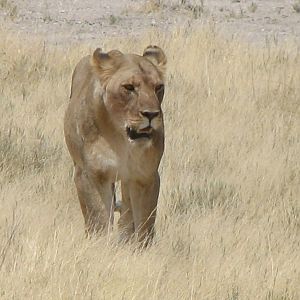 Lion Etosha Namibia