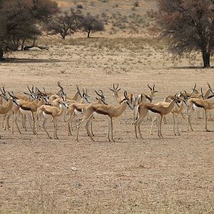 Springbok Namibia