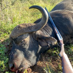 Buffalo Hunting South Africa