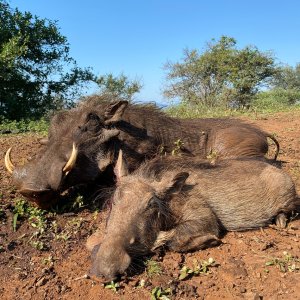 Warthog Hunting South Africa