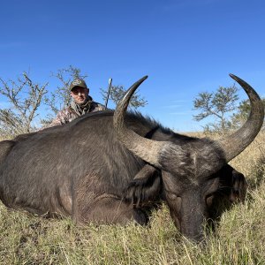 Buffalo Cow Hunt Eastern Cape South Africa