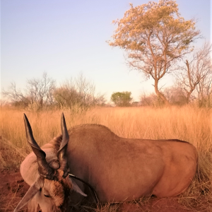 Eland Hunting