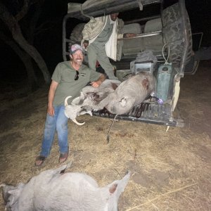 Warthog Hunting Botswana