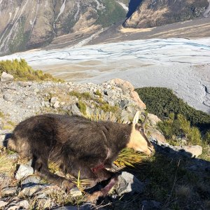 Chamois Hunt New Zealand