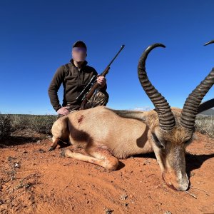 Springbok Hunting Karoo South Africa