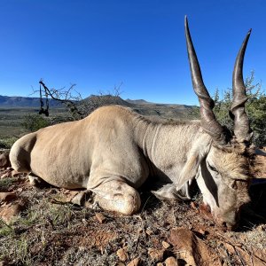 Eland Hunting Karoo South Africa