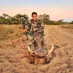Warthog Bow Hunting Namibia