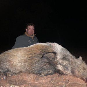 Bushpig Hunt Limpopo South Africa