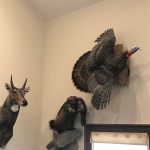 Turkey Mount Taxidermy