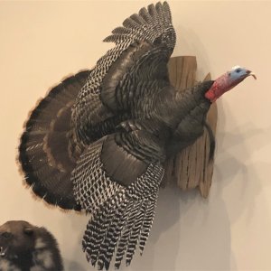 Turkey Mount Taxidermy