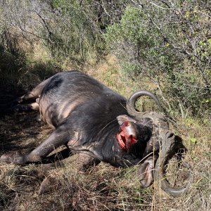 Buffalo Hunting South Africa