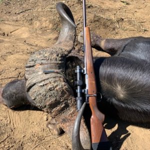 Buffalo Hunting South Africa