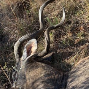 Kudu Hunting South Africa