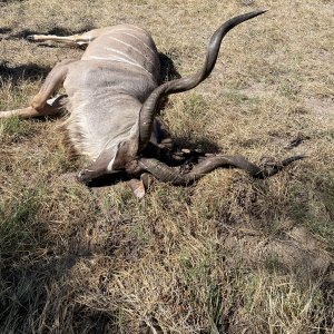 Kudu Hunt Botswana