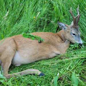 Roe Deer Hunting Romania