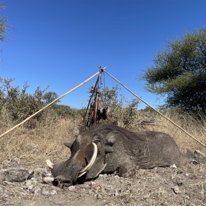 Warthog Hunting Botswana