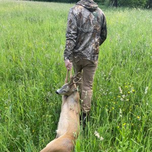 Roe Deer Hunting Romania