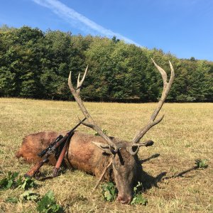 Carpathian red stag