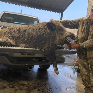 Boar Hunt Argentina