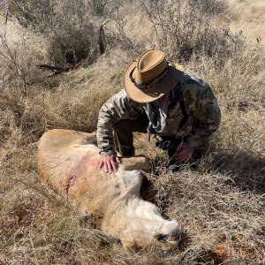 Lioness Hunt Kalahari South Africa