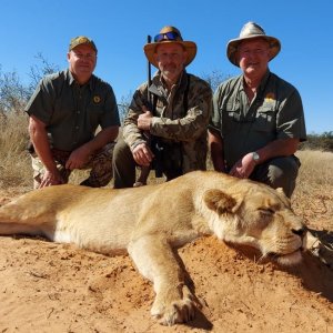 Lioness Hunt Kalahari South Africa